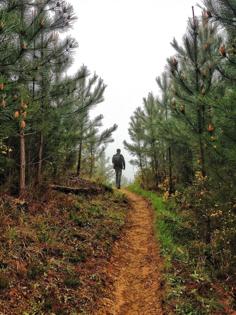geabe7bc93f20475b1e25b759f28ec6 trail, man, forest, walking, trees, path, woods, forest path, journey, adventure, walk, pathway, landscape, nature