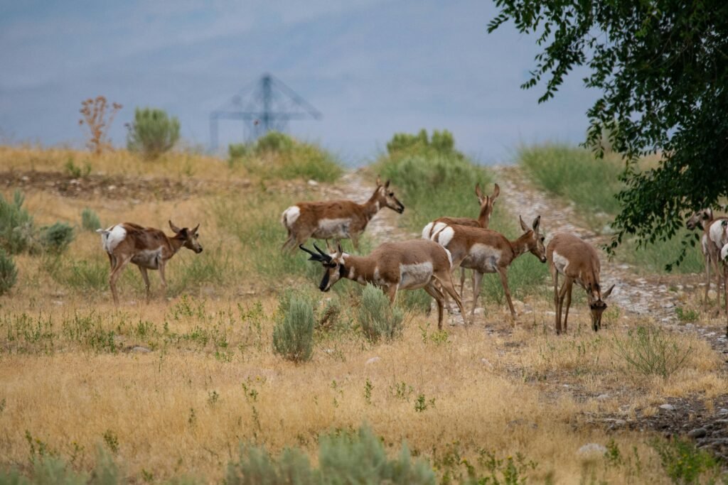 pexels photo 1292629 1292629 A herd of pronghorn antelope grazing in a grassy field under open sky, showcasing wildlife in a natural setting.